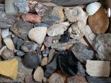 a box full of different types of rocks and shells