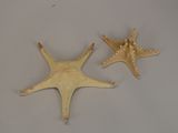 two starfishs that are sitting on a table