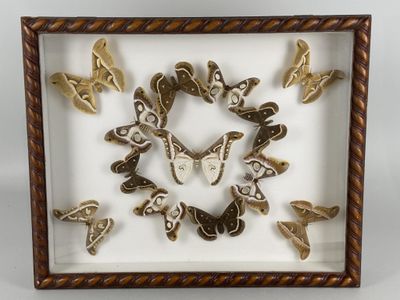 an image of a picture of a clock made out of moths