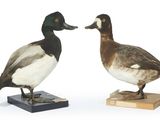 trois canards posés sur des blocs de bois, sur une surface blanche