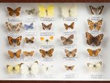 many different types of butterflies displayed in a display case