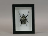 a close up of a bug in a black frame on a white background