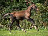 un cheval qui court dans l'herbe, dans le champ