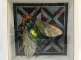 a picture of a green fly in a white frame