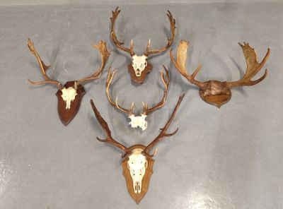 plusieurs têtes de cerfs accrochées au mur d'une pièce