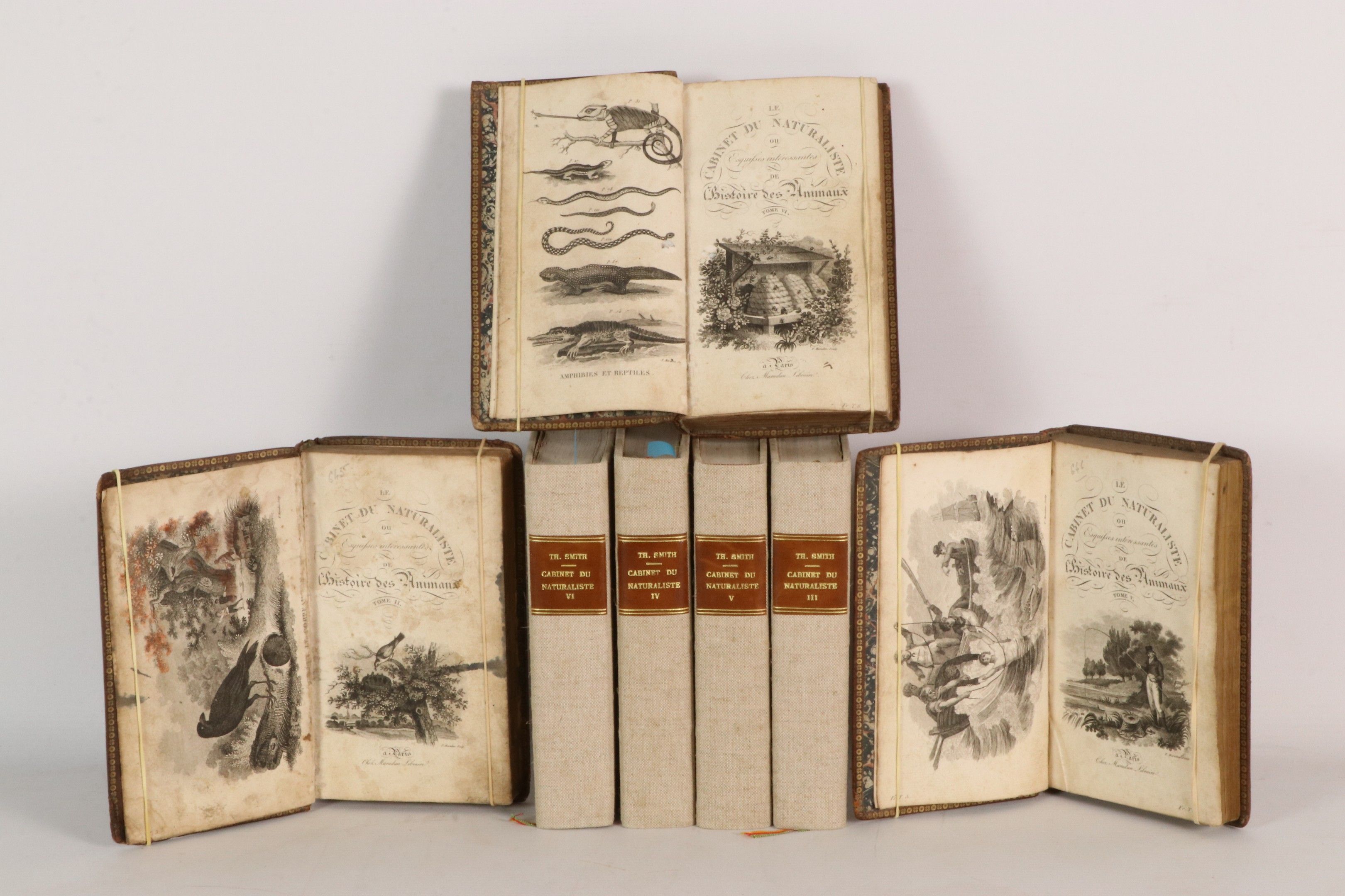 [ZOOLOGIE, ENFANTINA] SMITH (Thomas). Le cabinet du Jeune Na…