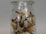 a glass jar with shells in it on a table