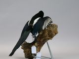 two black and white birds sitting on top of a piece of wood