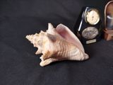 a shell and a clock sitting on a table