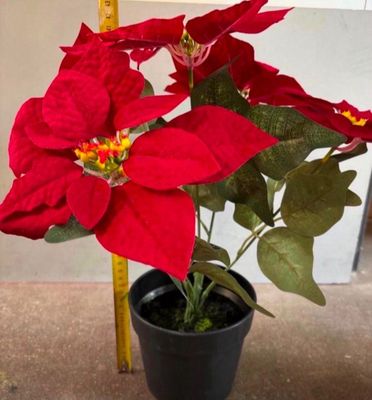 une petite plante en pot aux fleurs rouges posée sur une table