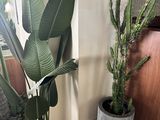 two potted plants that are sitting on a table