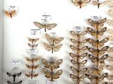 many different types of moths displayed in a display case
