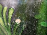a picture of a close up of a plant in a vase