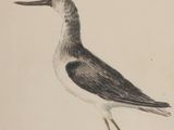 dessin représentant un oiseau noir et blanc posé sur une surface blanche