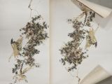 une image représentant un livre ouvert sur lequel figurent des oiseaux