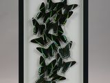 a framed picture of a group of green and black butterflies