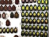 a lot of beetles that are on display in a box