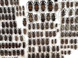 a lot of bugs that are on the wall together