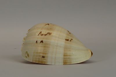 an image of a seashell on a white background