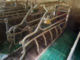 many cows that are being milked in the barn