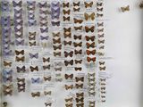 a lot of butterflies that are hanging on the wall