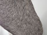 a close up of a dog ' s head with a white background