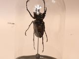 a bug that is under a glass clochet on a table