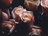 many pink roses that are sitting together in the dark