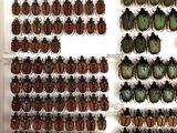 many beetles on display in a display case