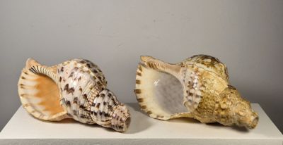 deux coquillages posés sur un socle blanc, devant un mur gris