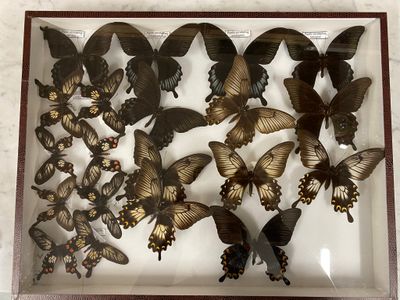 a lot of butterflies that are in a glass case