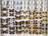 de nombreux types de papillons différents présentés dans une vitrine
