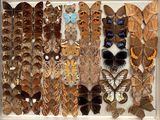 many different types of butterflies displayed in a white box
