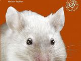 a picture of a mouse eating a piece of food