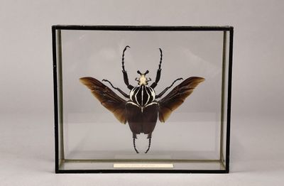 une photo d'un coléoptère dans une boîte en verre