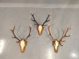 three deer heads mounted on a wall with antlers on them