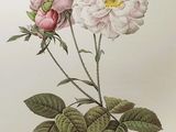 une peinture représentant deux roses roses accompagnées de feuilles vertes sur fond blanc