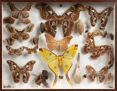 de nombreux papillons de nuit exposés dans une vitrine-cadre