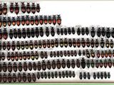 une photo d'une fenêtre sur laquelle sont posés plusieurs couteaux