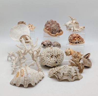 de nombreux types de coquillages exposés sur la table