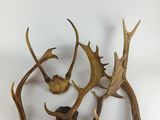 trois têtes d'antilope sont représentées sur fond blanc