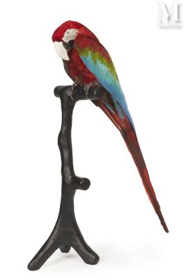 a red and green parrot sitting on top of a tree branch