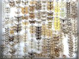 many different types of butterflies displayed in a white frame