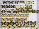 de nombreux types de papillons dans une vitrine