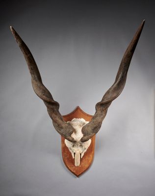 une antilope aux grandes cornes accrochée au mur