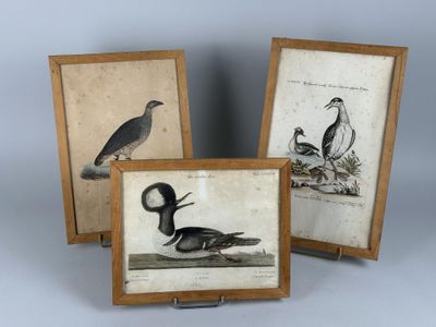 three framed pictures of birds sitting on top of a table