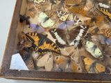 a lot of butterflies in a box on the table
