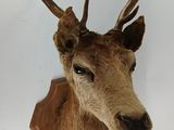 une tête de cerf fixée au mur d'une pièce