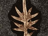 une feuille qui gît par terre dans l'obscurité