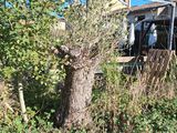 a tree that is growing out of the ground next to a fence